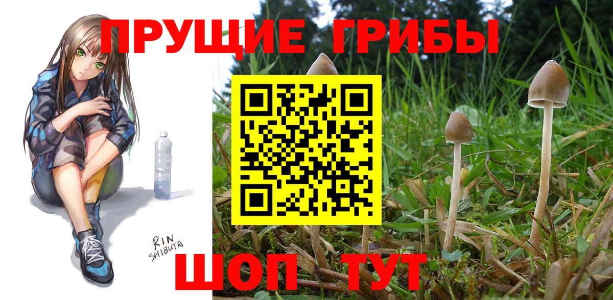 Галлюциногенные грибы мухоморы Горно-Алтайск